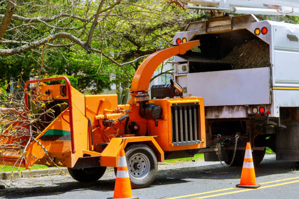 Reliable Elmer, NJ Tree Removal and Landscaping Services Solutions